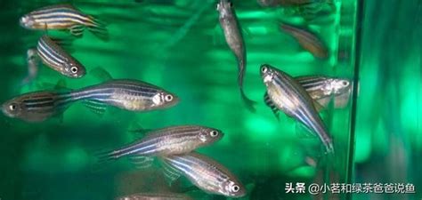 易養淡水魚|想要養魚的新手朋友，建議先從淡水魚入門。看一下有。